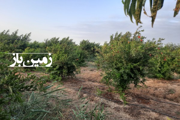 باغ انار 16000 متر زمین روستای امامده بهشهر-1