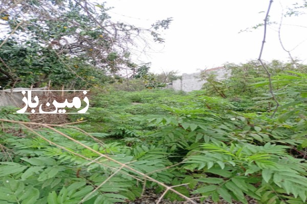 فروش زمین مسکونی 125 متر در قائمشهر روستای لاله زارکتی-1