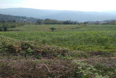 فروش زمین کشاورزی در ساری روستای سرکت 2000 متر