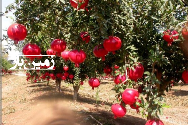 فروش باغ انار در آلوکلاته سرخنکلاته گلستان ۱۱۰۰۰ متر-1