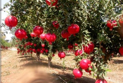 فروش باغ انار در آلوکلاته سرخنکلاته گلستان ۱۱۰۰۰ متر