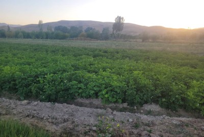 فروش زمین کشاورزی ۱۲۰۰ متر در روستای شهراباد فیروزکوه