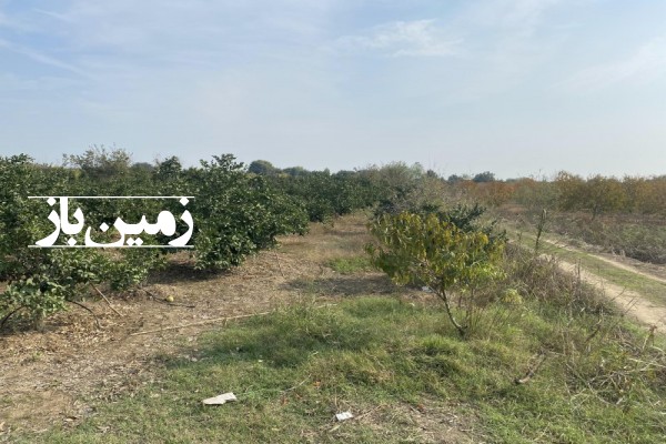 فروش 1500 متر زمین باغی در ساری روستای دازمیرکنده-1