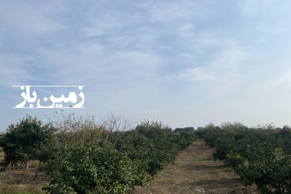 فروش 1500 متر زمین باغی در ساری روستای دازمیرکنده-2