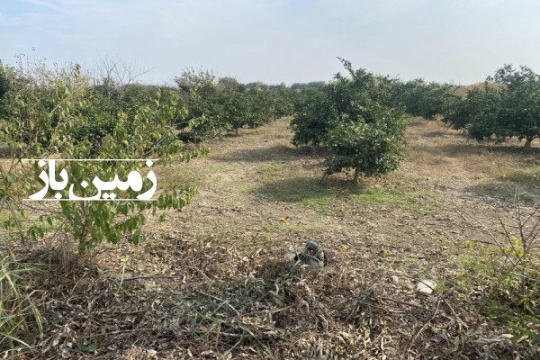 فروش 1500 متر زمین باغی در ساری روستای دازمیرکنده-3