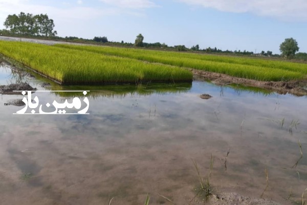 فروش زمین کشاورزی برنج ۵۰ هکتار گیلان لاهیجان-1