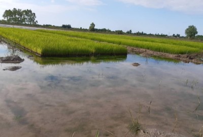 فروش زمین کشاورزی برنج ۵۰ هکتار گیلان لاهیجان