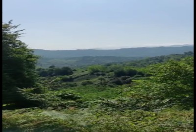 فروش زمین جنگلی باغی در لاهیجان ۱۲ هکتار با سند