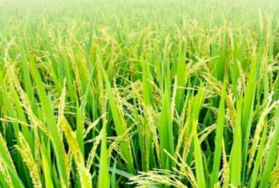 فروش زمین کشاورزی در تالش گیلان ۲ هکتار