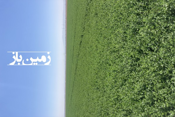فروش ۴۵ هکتار زمین کشاورزی در تاکستان قزوین-1