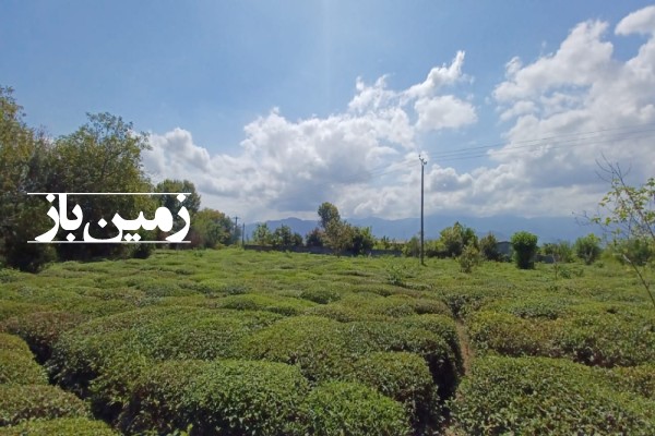 فروش باغ چای 1550 متر با ۳۵۰ متر زمین مسکونی در املش-1