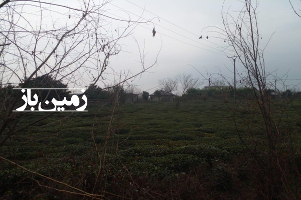 فروش باغ چای 1550 متر با ۳۵۰ متر زمین مسکونی در املش-4