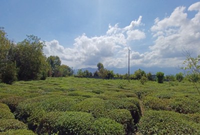 فروش باغ چای 1550 متر با ۳۵۰ متر زمین مسکونی در املش