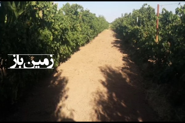 باغ انگور در تاکستان جاده کهک ۲ هکتار-1