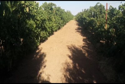 باغ انگور در تاکستان جاده کهک ۲ هکتار