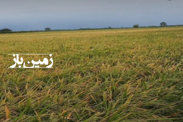 زمین کشاورزی در ساری با چاه اب مجوز دار کمربندی غربی-1