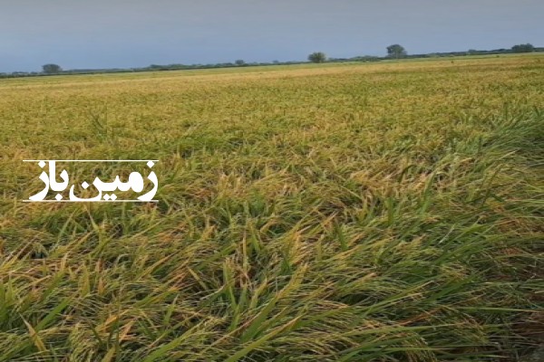 زمین کشاورزی در ساری با چاه اب مجوز دار کمربندی غربی-2
