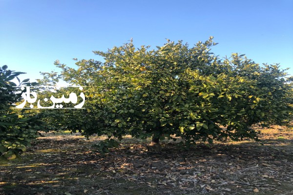2060 متر باغ مشجر نارنگی در مازندران کیاکلا بلوار ذبیحی-1