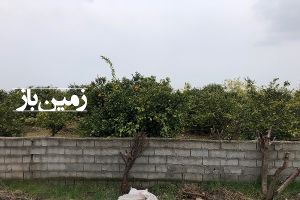 2060 متر باغ مشجر نارنگی در مازندران کیاکلا بلوار ذبیحی-2