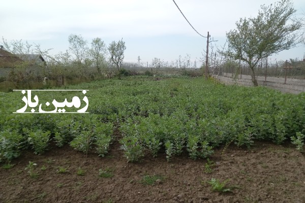زمین باغی ۷۰۰ متر در روستای گالیشخل رشت پیربازار-2
