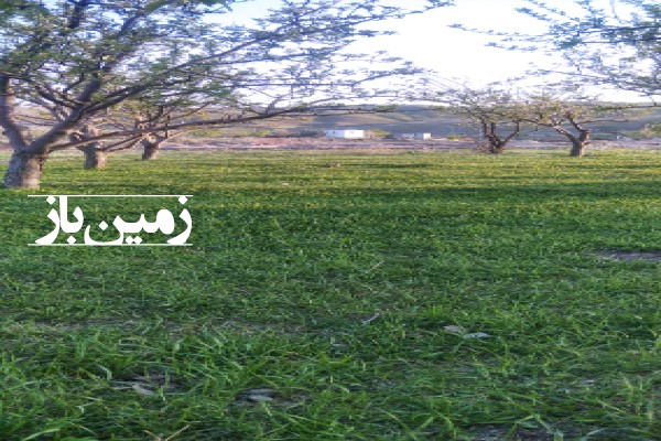 زمین کشاورزی 1000 متری ملک آباد روستای بازه حوض علیا-1
