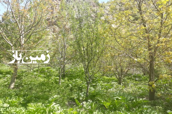 باغ با 403 متر زمین جاده چالوس منطقه گچسر روستای کهنه ده-2