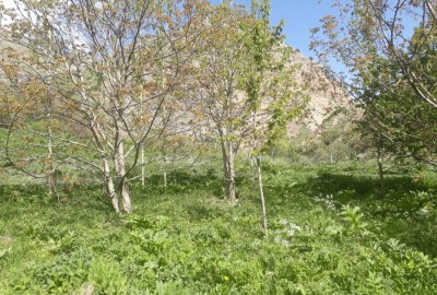 باغ با 403 متر زمین جاده چالوس منطقه گچسر روستای کهنه ده