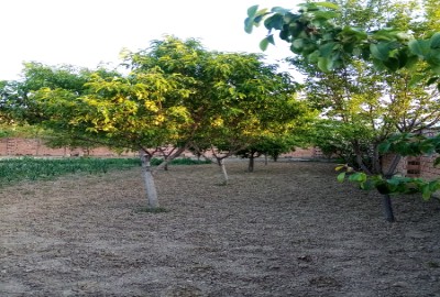 زمین مسکونی در روستای دنگلان کردکوی ۲۰۰ متر گلستان
