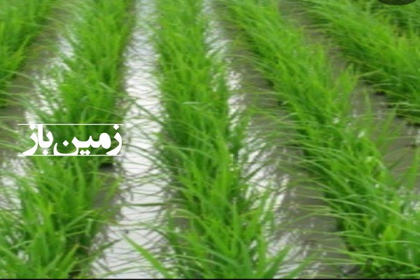 زمین کشاورزی 1461 متر در نالکیاشهر رودبنه گیلان-1
