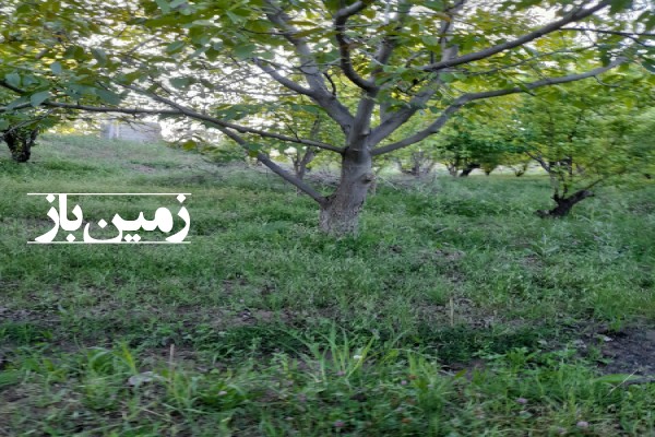 زمین ۳۵۰۰ متر باغ در زیاران طالقان نزدیک رودخانه شاهرود-1