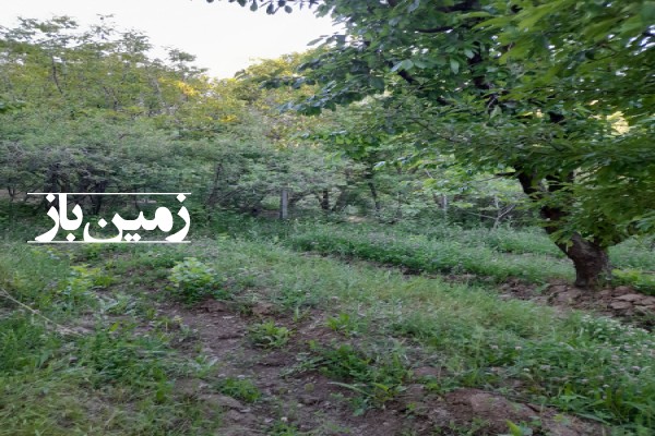 زمین ۳۵۰۰ متر باغ در زیاران طالقان نزدیک رودخانه شاهرود-3