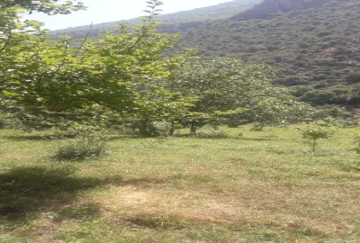 زمین فروشی در شمال ۳۰۰۰ متر کجور چالوس