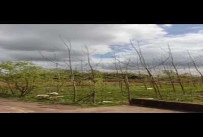 باغ با ۵۰۰ متر زمین در جاده جعفر آباد خشکبیجار گیلان