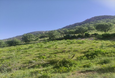 زمین باغ در قلات خرم ناز یاسوج 2500 متر