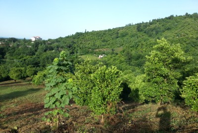 زمین باغ 1200 متر در شمال گیلان رودسر کلاچای