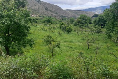 باغ گردو با ۹۵۰۰ متر زمین شمال در روستای‌ کجور چالوس