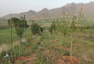 باغ میوه نرسیده به روستای آصف آباد قروه 7772 متر