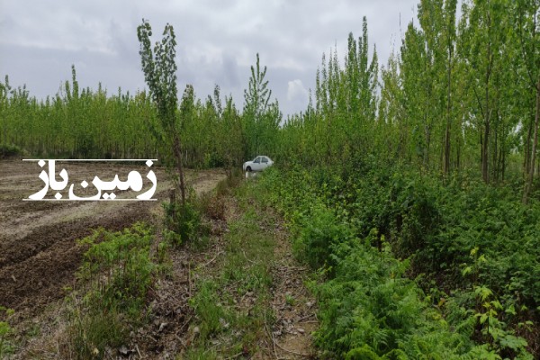 زمین باغی 1408 متر روستای لاکسار گیلان-3