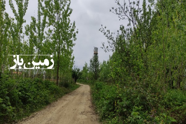 زمین باغی 1408 متر روستای لاکسار گیلان-4