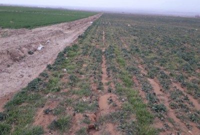 زمین کشاورزی 3 هکتار فارس بختگان روستای دهمورد