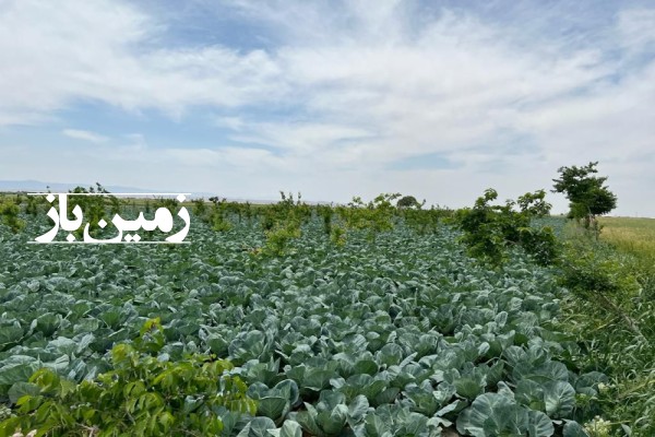 زمین کشاورزی 55000 متر کرج نظر آباد تنکمان روستای علی سید-3