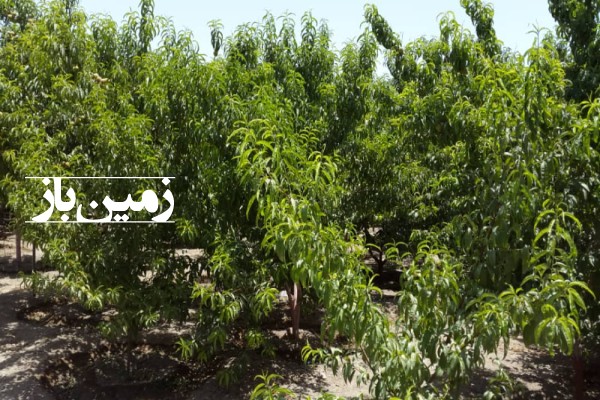 باغ اصفهان با ۱۵۰۰ متر زمین سروش بادران زردنجان-1