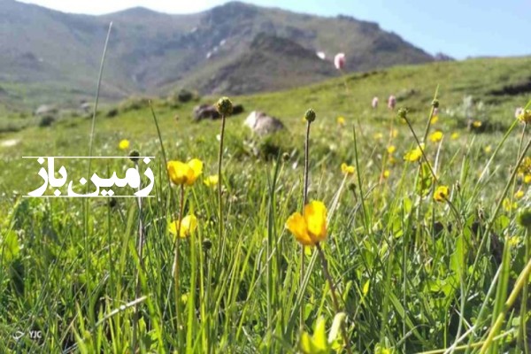 زمین 1000 متر در روستای وهنان سیمین زاغه صالح‌ آباد همدان-2