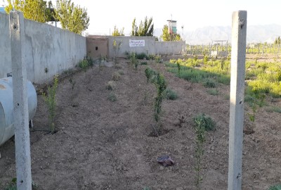 زمین باغی ۵۰۰ متری ورودی روستا صالحیه نظرآباد