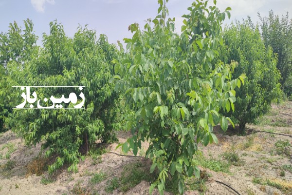 باغ با 1000 متر زمین در حاجی آباد مرودشت-1