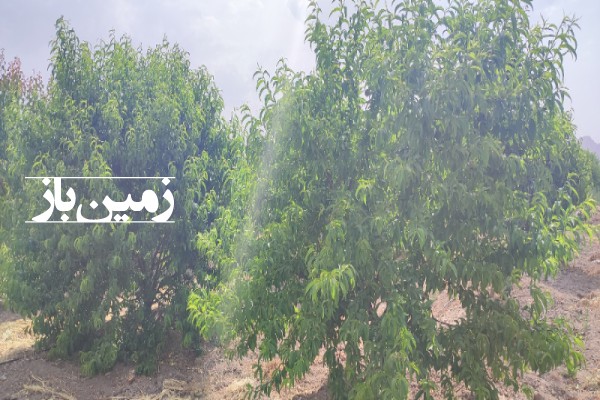 باغ با 1000 متر زمین در حاجی آباد مرودشت-3