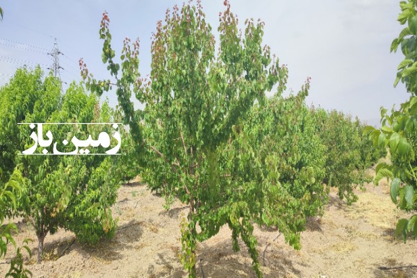 باغ با 1000 متر زمین در حاجی آباد مرودشت-4