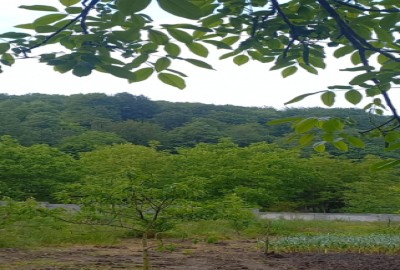 زمین با درختان میوه ۹۰0 متر در سوادکوه روستای ولوکش