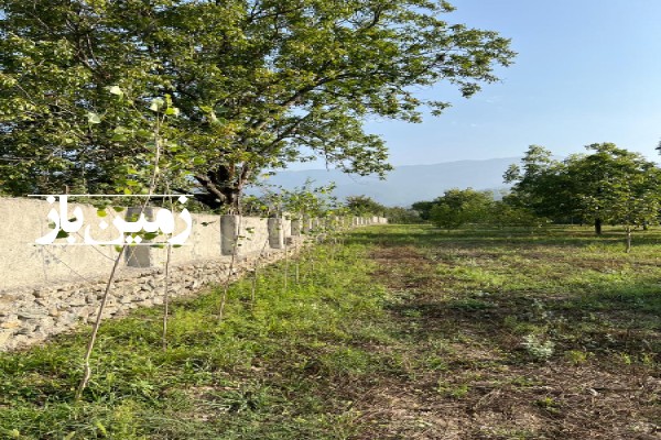 زمین باغی ۱۰۰۰ متر در گلستان کردکوی بالاجاده-1