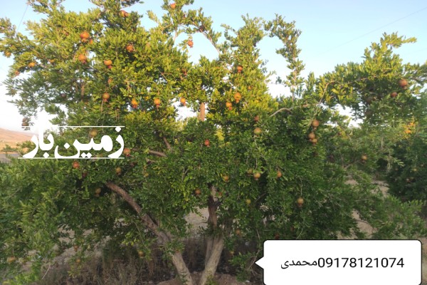 باغ انار رباب‌ 6000 متر در روستای مقابری-1